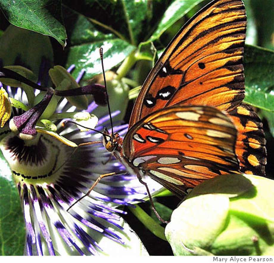Do Butterflies Mourn?